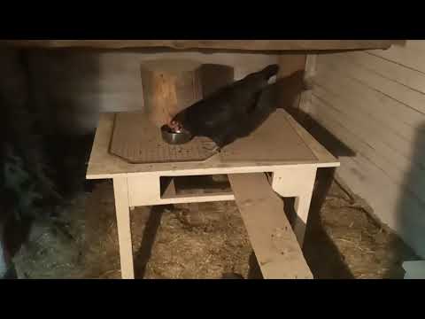 Rundgang im Hühnerstall