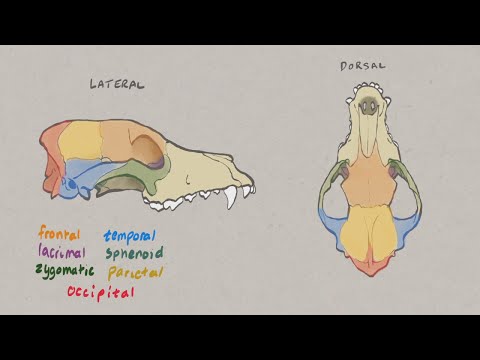 VNatomy - Canine Skull 2 - Cranium