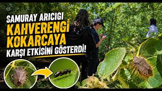 Samuray Arıcığı Kahverengi Kokarcaya Karşı Etkisini Gösterdi