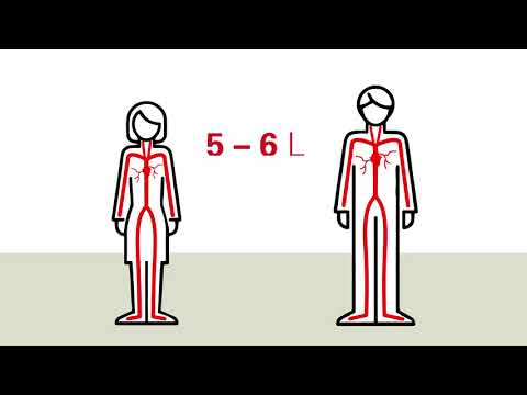 Blut ist lebenswichtig [ohne Intro]