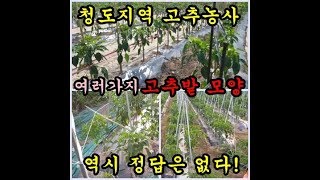고추농사 저희 청도지역 고추밭형태와 고추심어놓은 모습을 촬영해 보았습니다 Pepper farming
