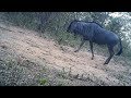 Trailcam Baby Wildebeest And Adult Hoedspruit Wildlife Estate South Africa