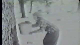 Maple Sugaring