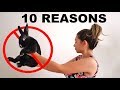 10 REASONS YOU SHOULD NOT GET A RABBIT