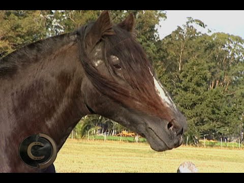 Santa Elba Señuelo um grande raçador!