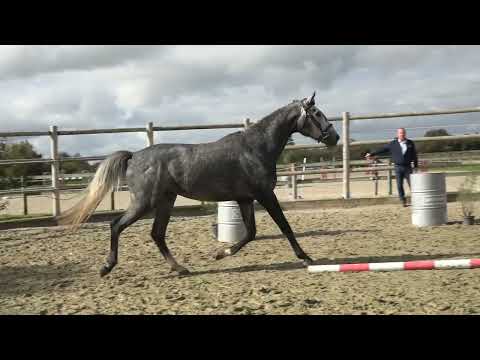 KRAVITZ DE CIRCEE