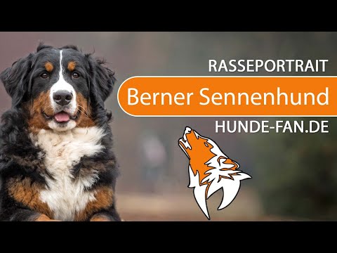 ► Berner Sennenhund [2018] Rasse, Aussehen & Charakter