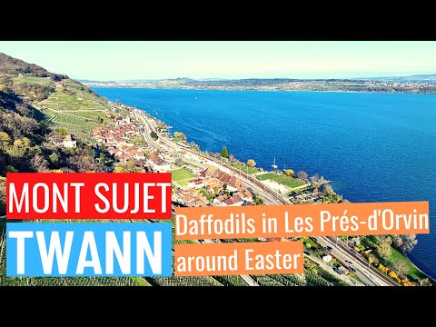 Les Prés-d'Orvin - Mont Sujet - Twannbach Gorge: Daffodil Flower Bulbs around Easter (Switzerland)