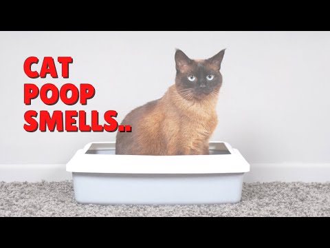 Why Does My Cat’s Poop Stink So Badly? | Two Crazy Cat Ladies