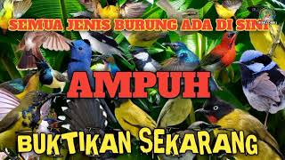 Download lagu MP3 paling gila sedunia ❗ bikin burung satu kebun terpikat habis wow amazing ❗ mp3