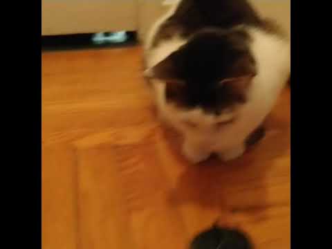 Some cat and her daddy are getting ready for Hanukkah!