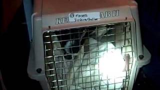 preview picture of video 'Animal Transport Rescue With Pike County Humane +  AWSOM Help'