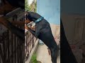 1month 9 Month Doberman Pinscher Growth