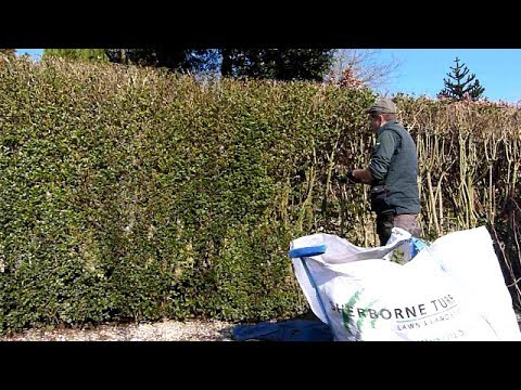 Privet Hedge Renovation