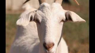 O bode e a cabra - Rita Lee.wmv