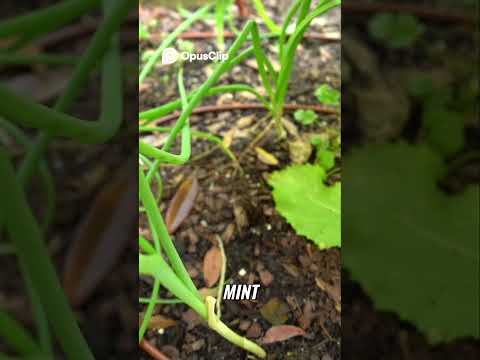 Ultimate Companion Plants for Mustard Greens Revealed