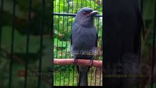 Download lagu SRIGUNTING ABU ABU GACOR MEMANAS EMOSI mp3