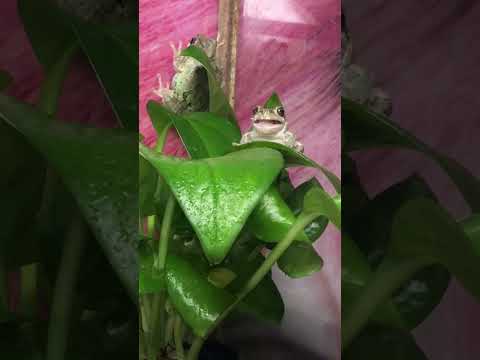 紫色のヒキガエル 植物
