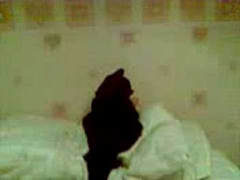 dancing cat bobby joe