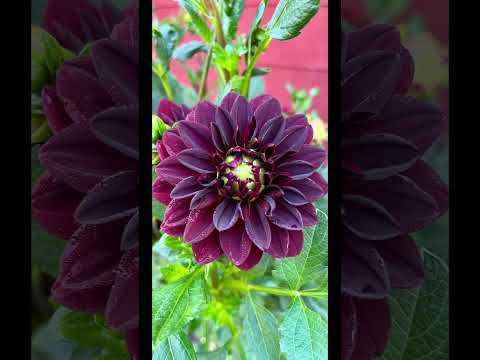 Dahlia love in the garden. #garden #dahlias #love #peace #gardening #farming #farmlife