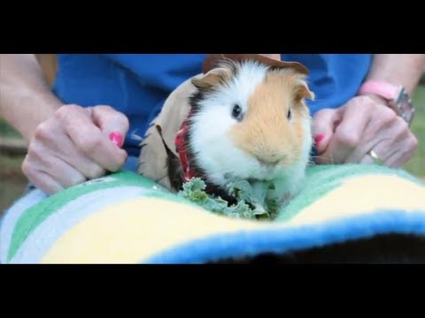 How to Feed a Guinea Pig | Small Pets