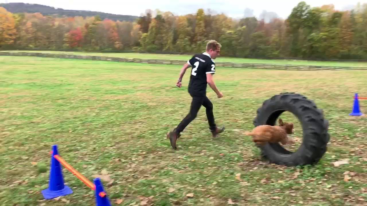 Koda showing us how running through the agility course is done!