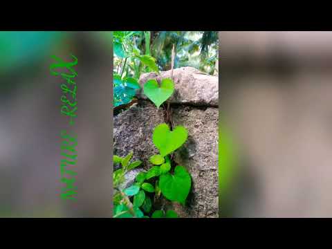 RELAX mode of NATURE..