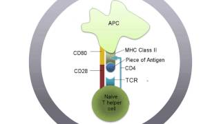 T cell activation
