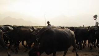 Buffalo Herd in Thirukkurungudi Village