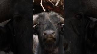 Afrika braucht die Jagd