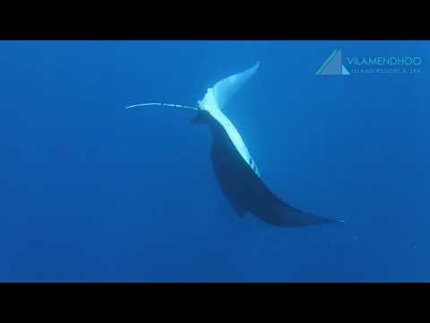 International Day of Happiness 2018 at Vilamendhoo Island Resort & Spa