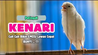 Download lagu Suara PANCINGAN KENARI PAUD Belajar Bunyi Ngeriwik Kenari GACOR Panjang || Masteran Kenari Paud #779 mp3