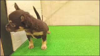 チワワ(ロング)の動画01