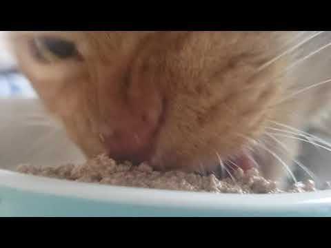 This is How a Cat With No Teeth Eats