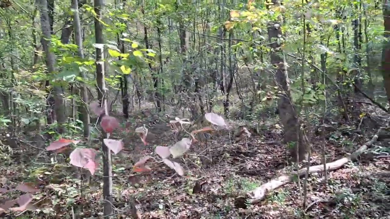 Scouting Prime Hunting Land: Expert Tips for October Success