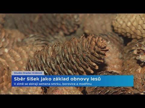 , title : 'Začala sezona sběru šišek jehličnanů'