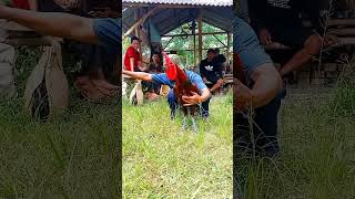 Download lagu KOKOK AYAM PELUNG #ayampelung #ayam #ayampelungcianjur mp3 Download lagu KOKOK AYAM PELUNG #ayampelung #ayam #ayampelungcianjur mp3