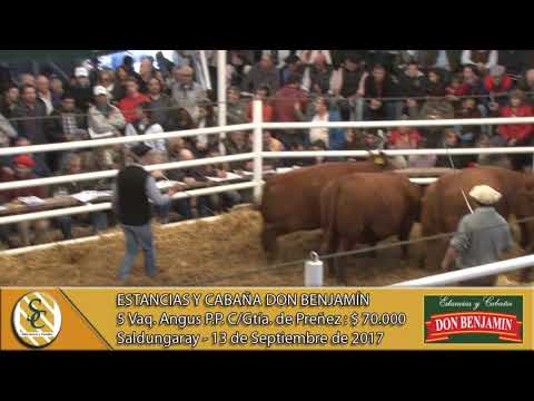 14-07-17 Venta de Vaq. Angus P.P. C/Gtia - Estancias y Cabaña Don Benjamín - Saldungaray