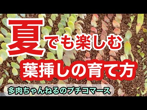 園芸 インディアンの羽、ミナの葉