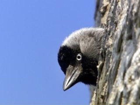 Weinprobe - Wachau (HD - Doku)