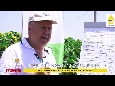 Recoltarea rapiței. Producțiile obținute cu hibrizii Rapool