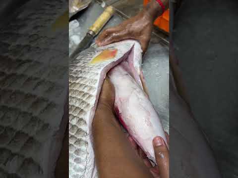 পেটের অপারেশনে মাছ থেকে টাকার বন্যা #incredible #shorts