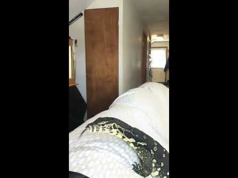 Socialized water monitor King Julian