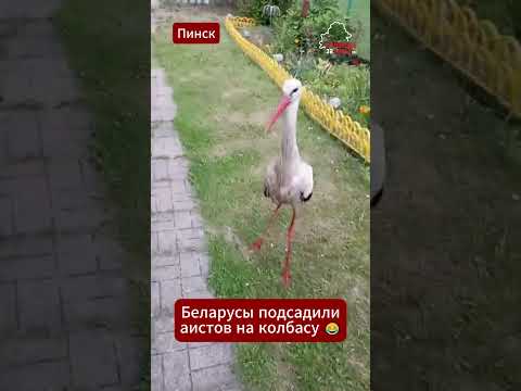 Беларусы сначала приручили аистов, а теперь их кормят колбасой прямо с рук  #беларусь #новости