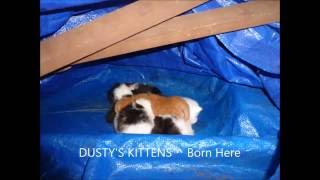 ALL MY CATS AND KITTENS, FERAL CATS and The KITTENS