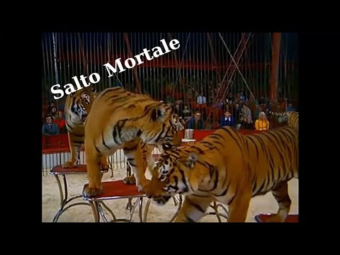 Salto Mortale Folge 13 Brüssel (Sehr gute Bildqualität)