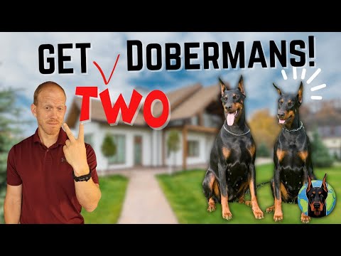 The Ultimate Guide to Raising Two Dobermans in the Same House