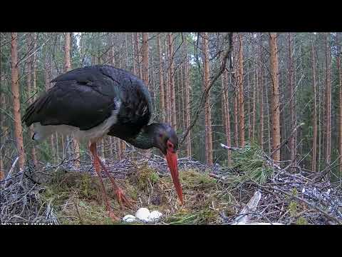 28.05.2022, Die Küken wollen schlüpfen
