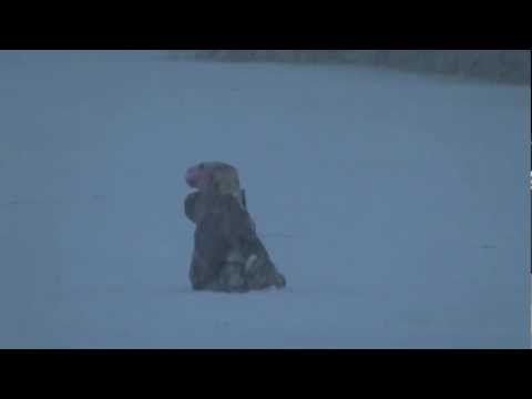 Vorst en sneeuw - Boeren Burgers Buitenlui