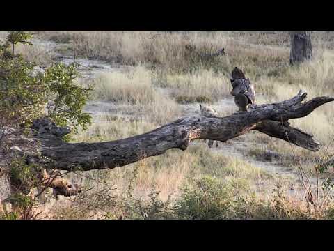 Djuma: 5 Hyenas in for quick drink - 07:00- 06/25/18